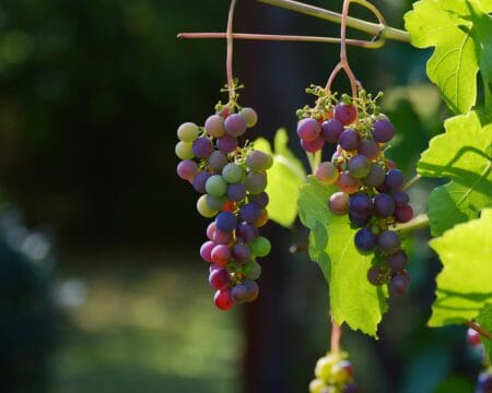 I vini naturali d’Albania prodotti da Seb Balaj Winery