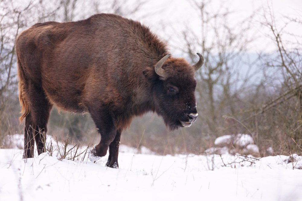 Il ritorno dei bisonti europei anche nei Balcani